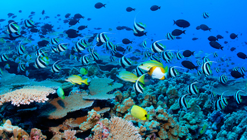 coral reef Hawaii