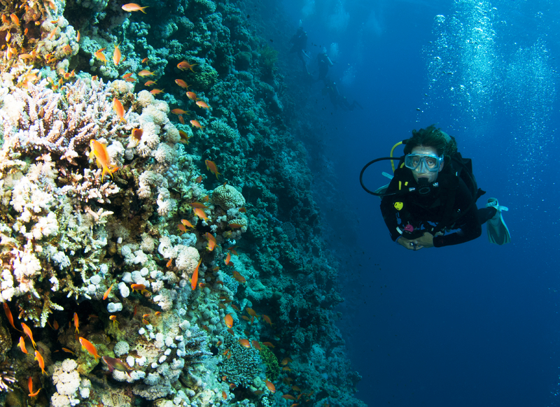 girldiver_coralwall