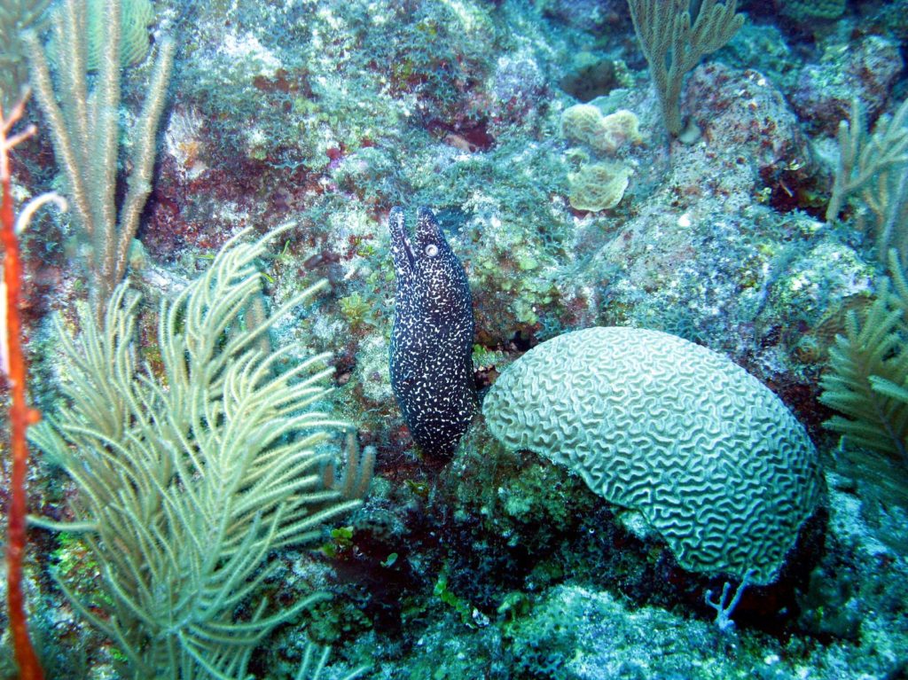 img_1923 reef