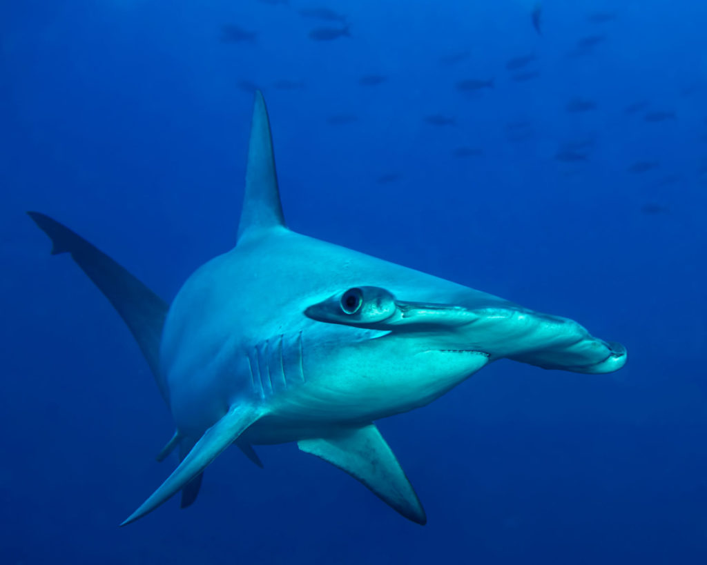 hammerhead-galapagos-hh Hammerhead Shark