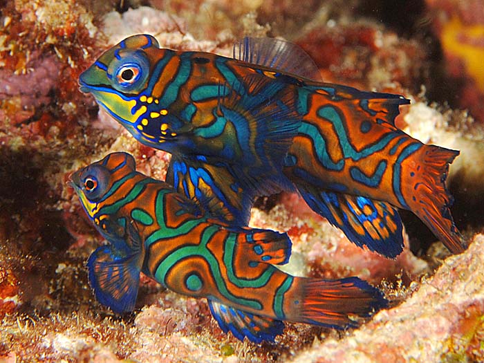 mandarin mandarin