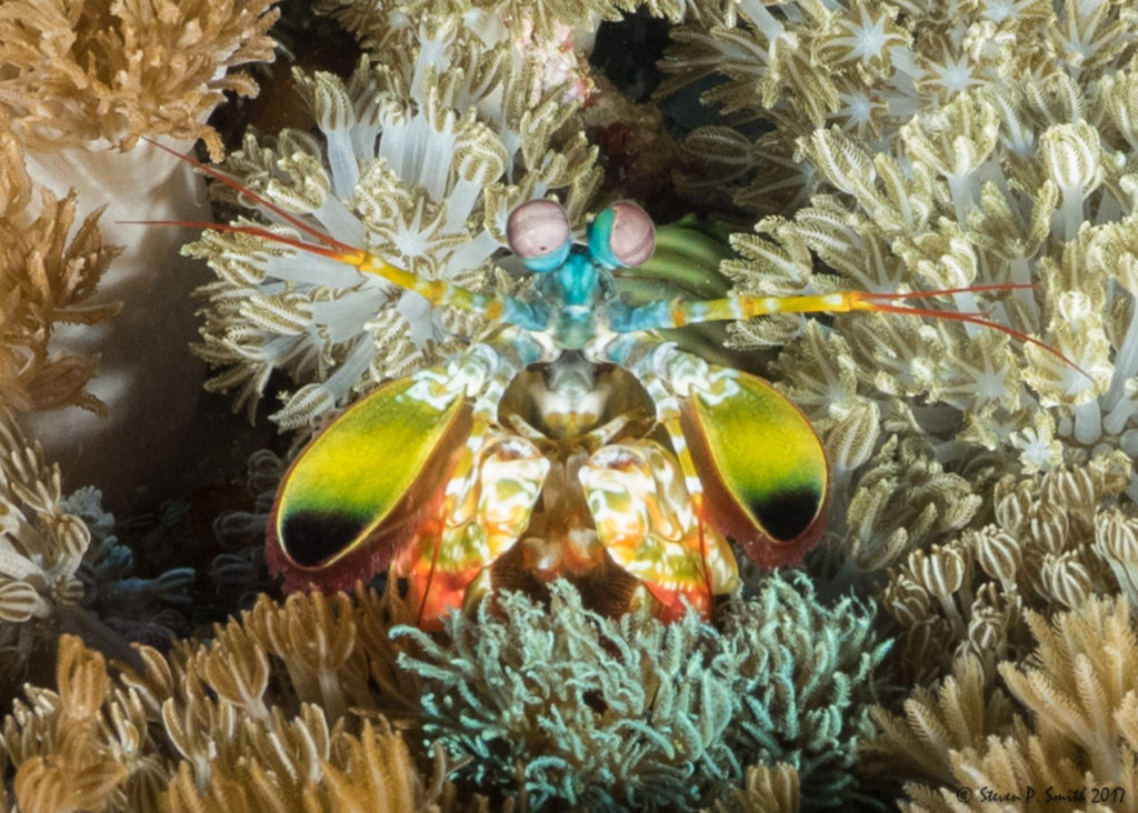 Pig Island 3 Peacock Mantis Shrimp