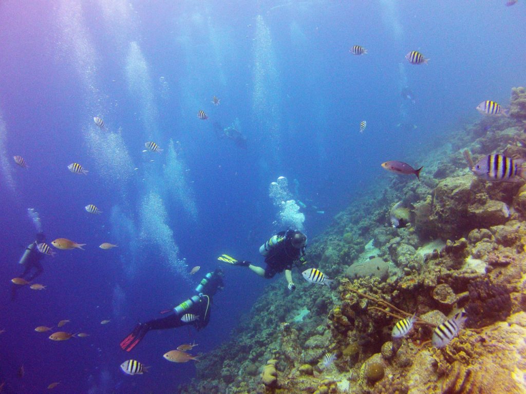 reef fish divers