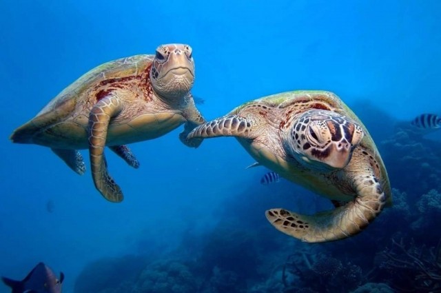 turtles holding hands turtles holding hands