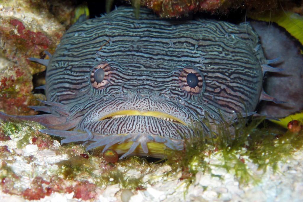 Splendid Toadfish