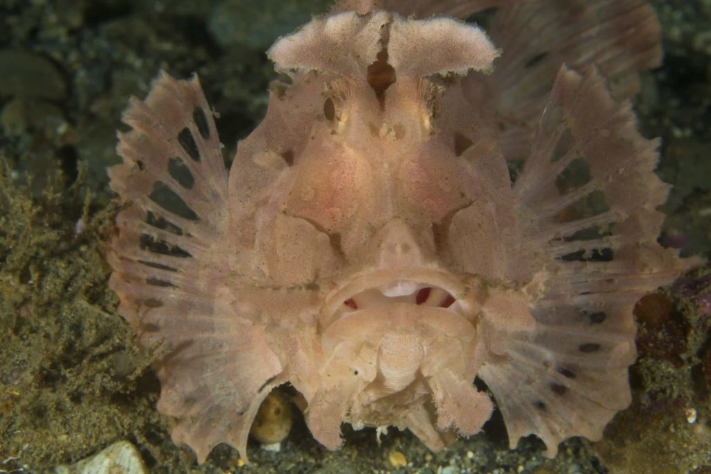 Underwater Ambon_rynopias Ambon