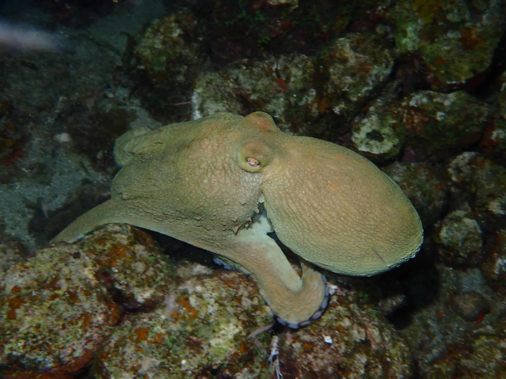 seahorse 1 octopus