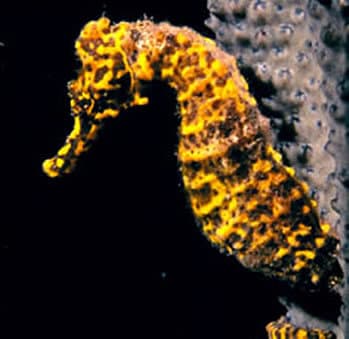 seahorse seahorse