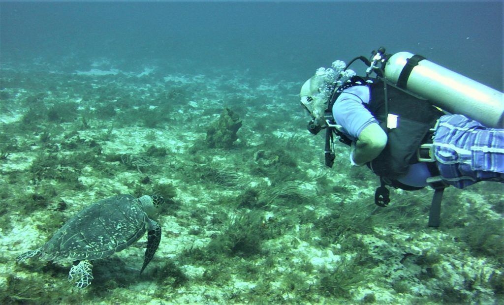 Saba2018055 turtle and diver
