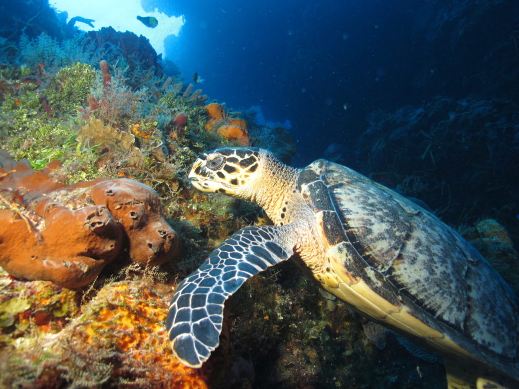 Cozumel turtle turtle