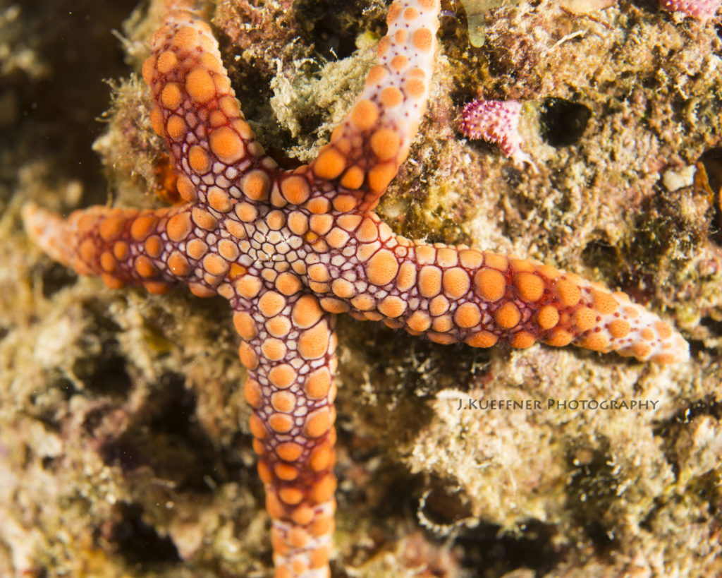 starfish starfish
