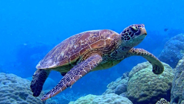 cs_TDB turtle (1) turtle