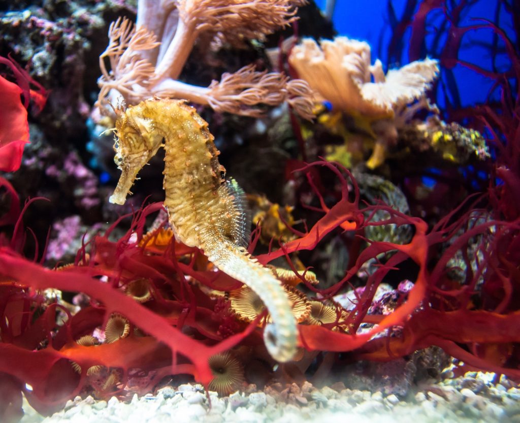 seahorse red seahorse