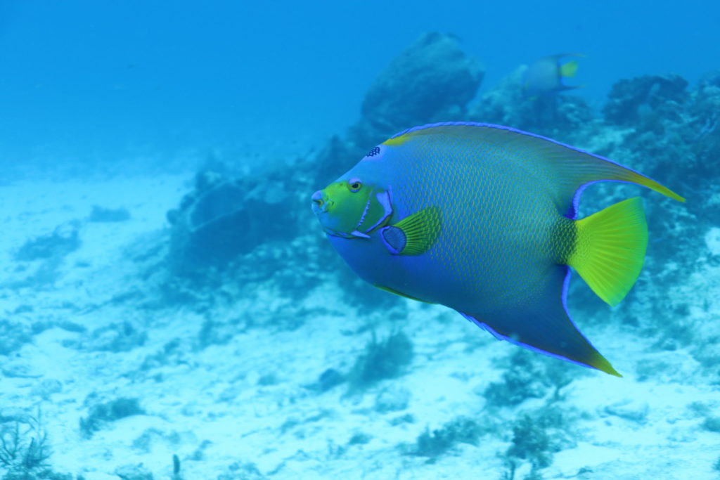 IMG_1073 tropical fish