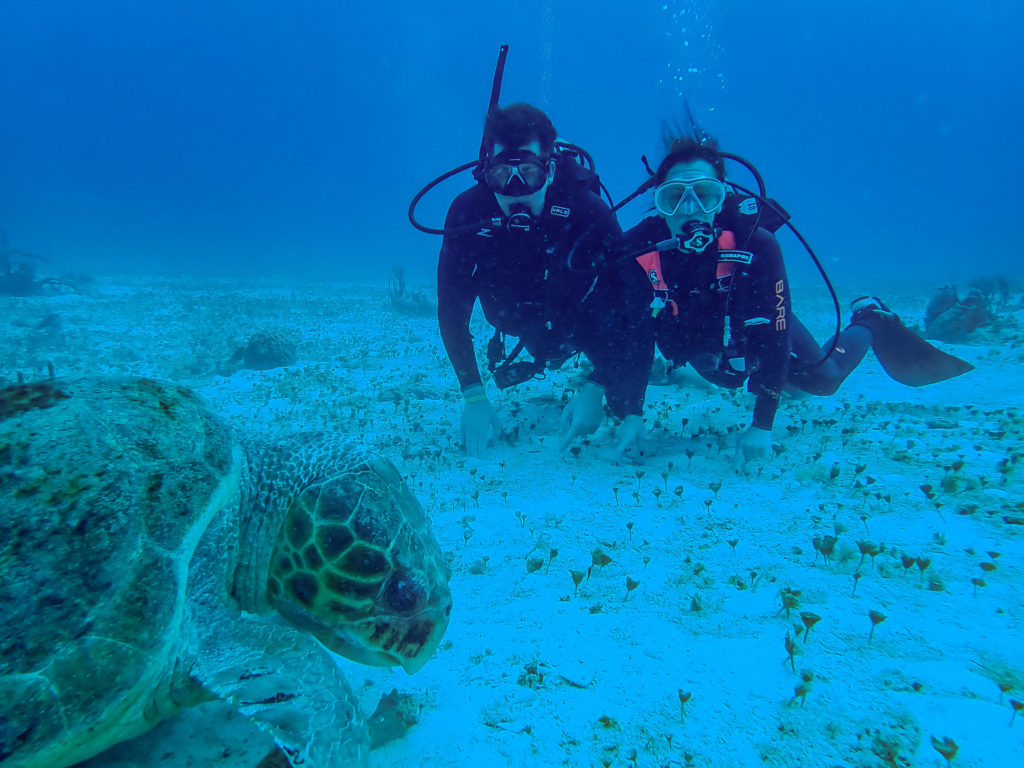 divers with turtle
