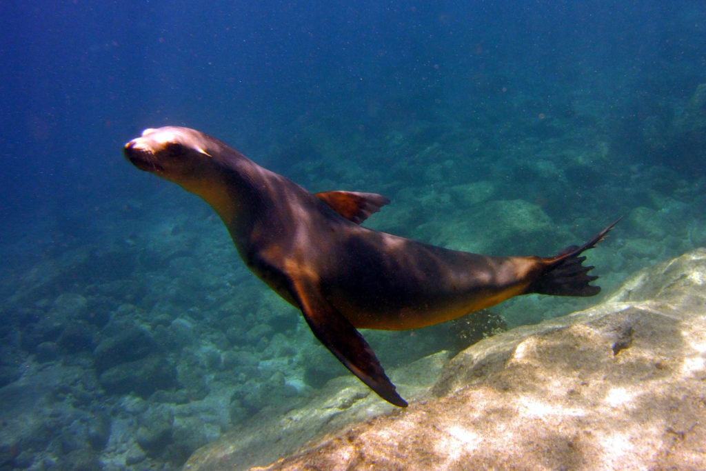 Saba2018055 sea lion