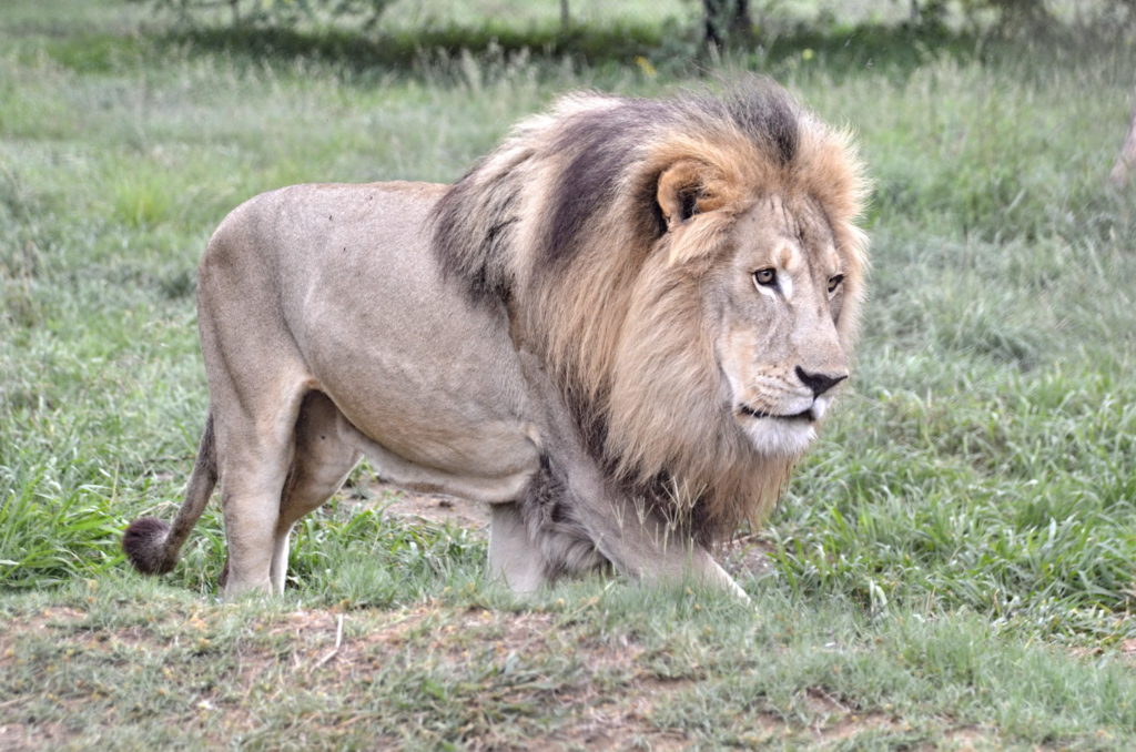 Saba2018055 lion