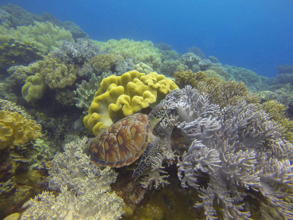 Saba2018035 Philipines diving