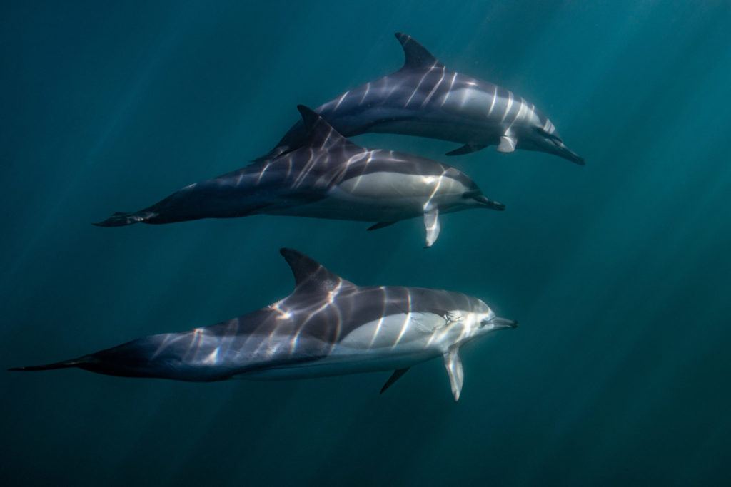 bottlenose2 (Lutwala Dive Africa's conflicted copy 2017-08-02) bottlenose dolphins