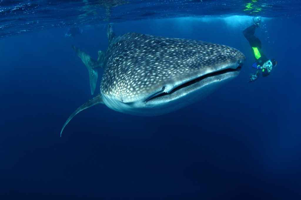 Saba2018055 shark