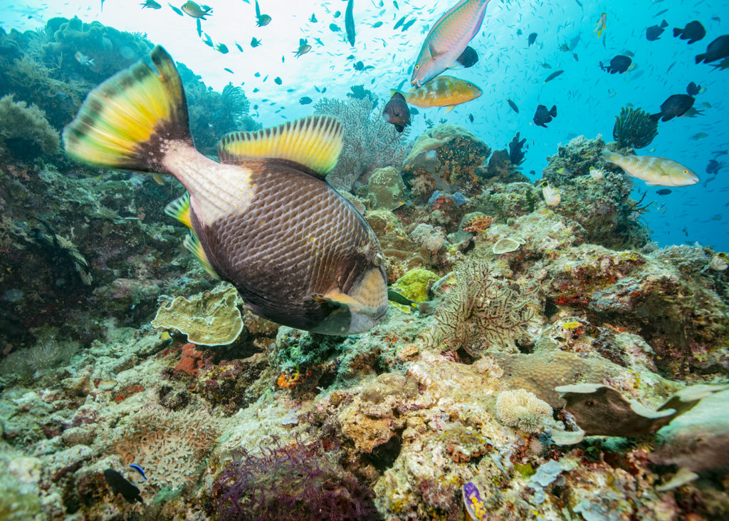 _62A1918 reef and fish