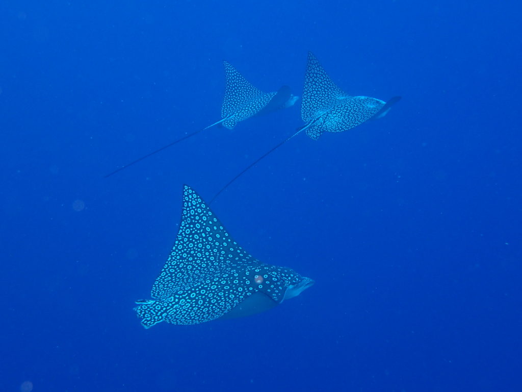 Spotted Eagle rays