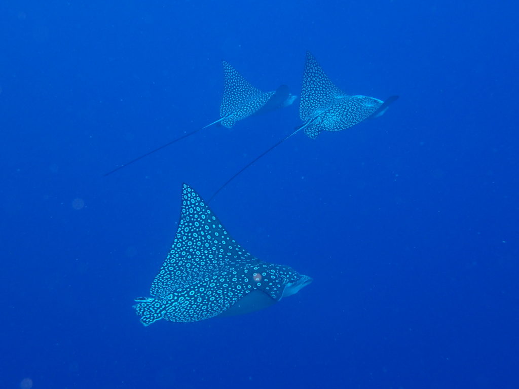 Saba2018035 Spotted Eagle rays