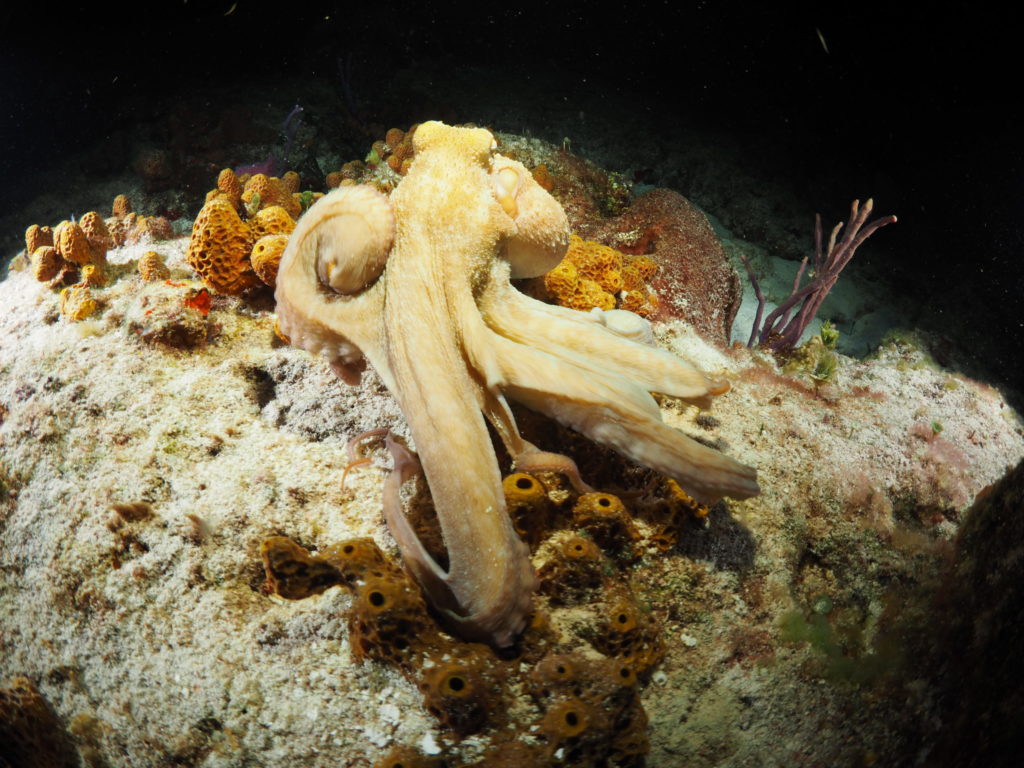 Windwardside Cozumel octopus