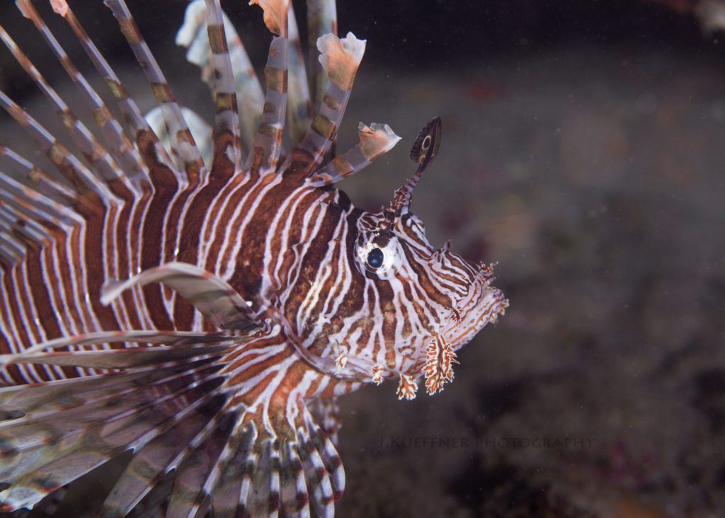 Saba2018035 Saba