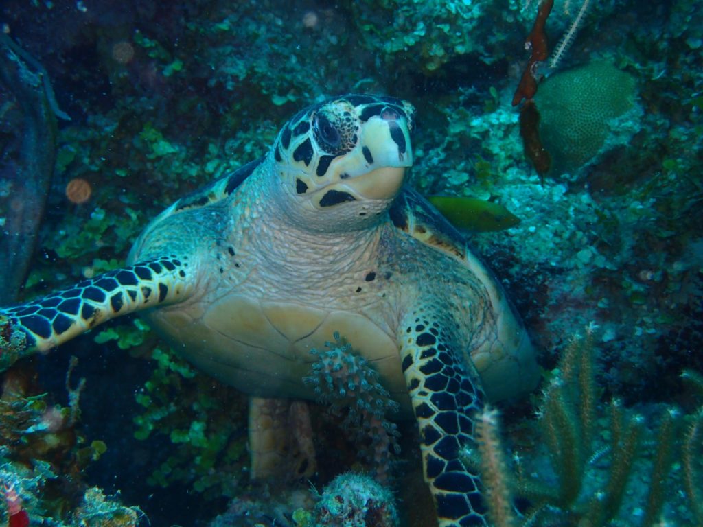 Windwardside turtle