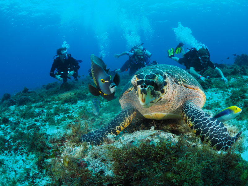 divers with turtle in Cozumel
