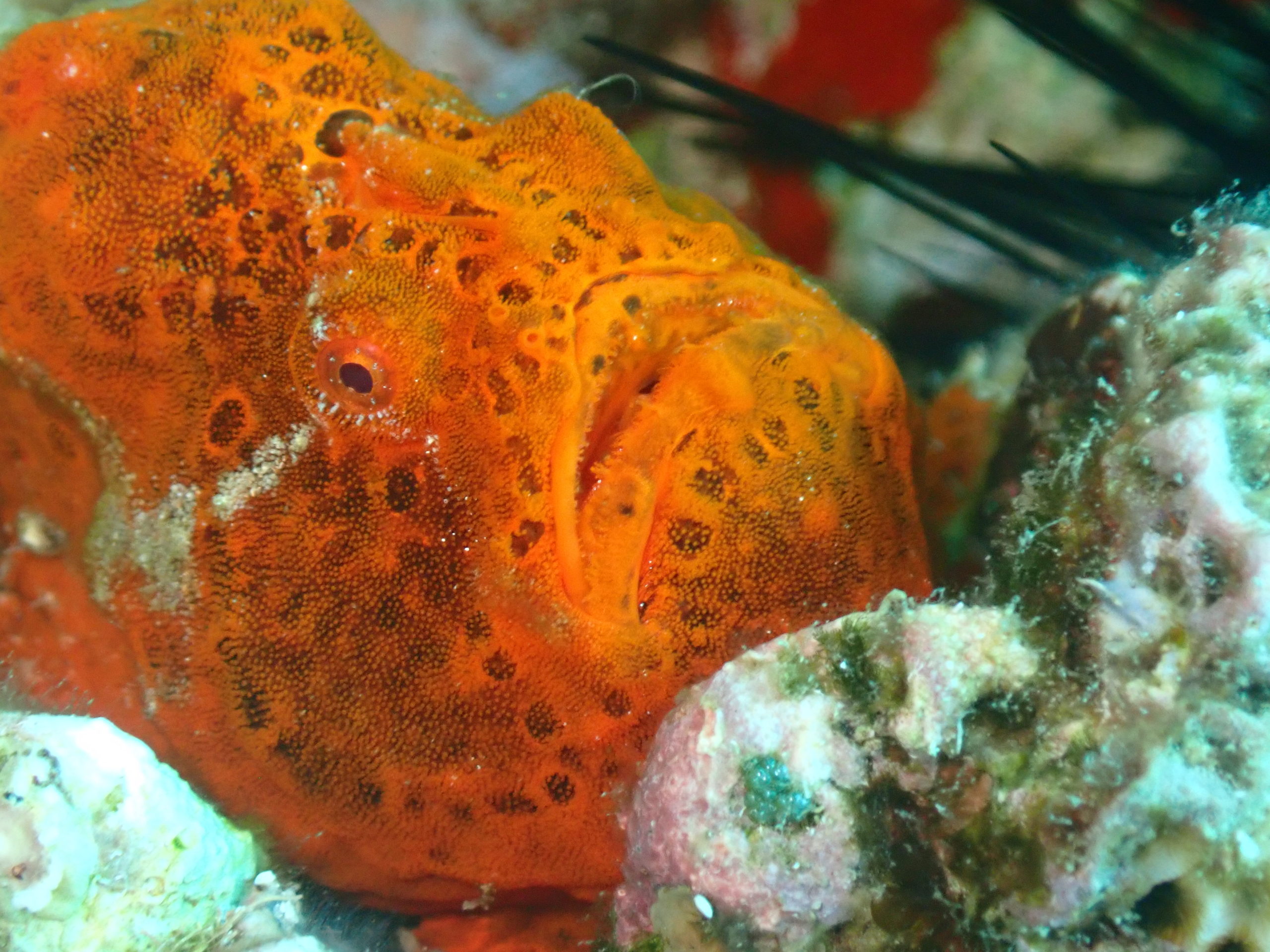 tropical fish tropical fish