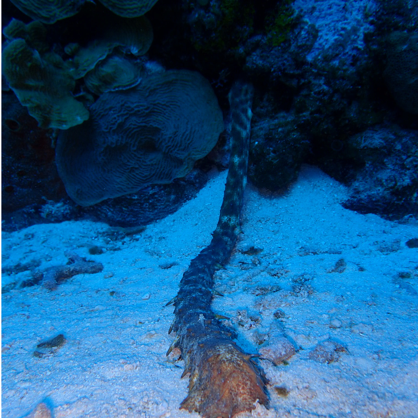 Cayman Brac underwater 2