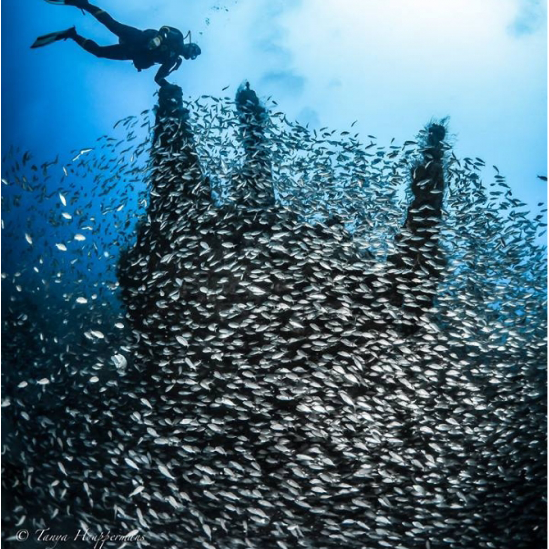 Fish and diver North Carolina