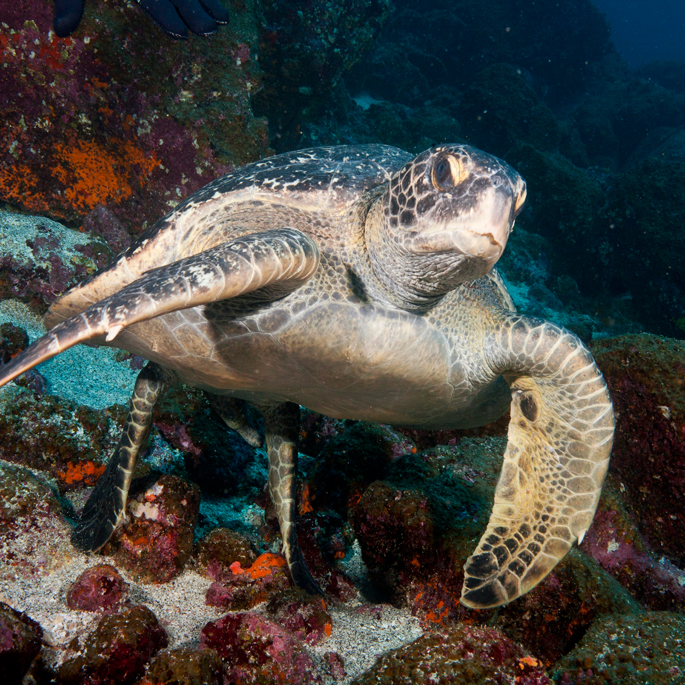 Sea Turtle Galapagos2