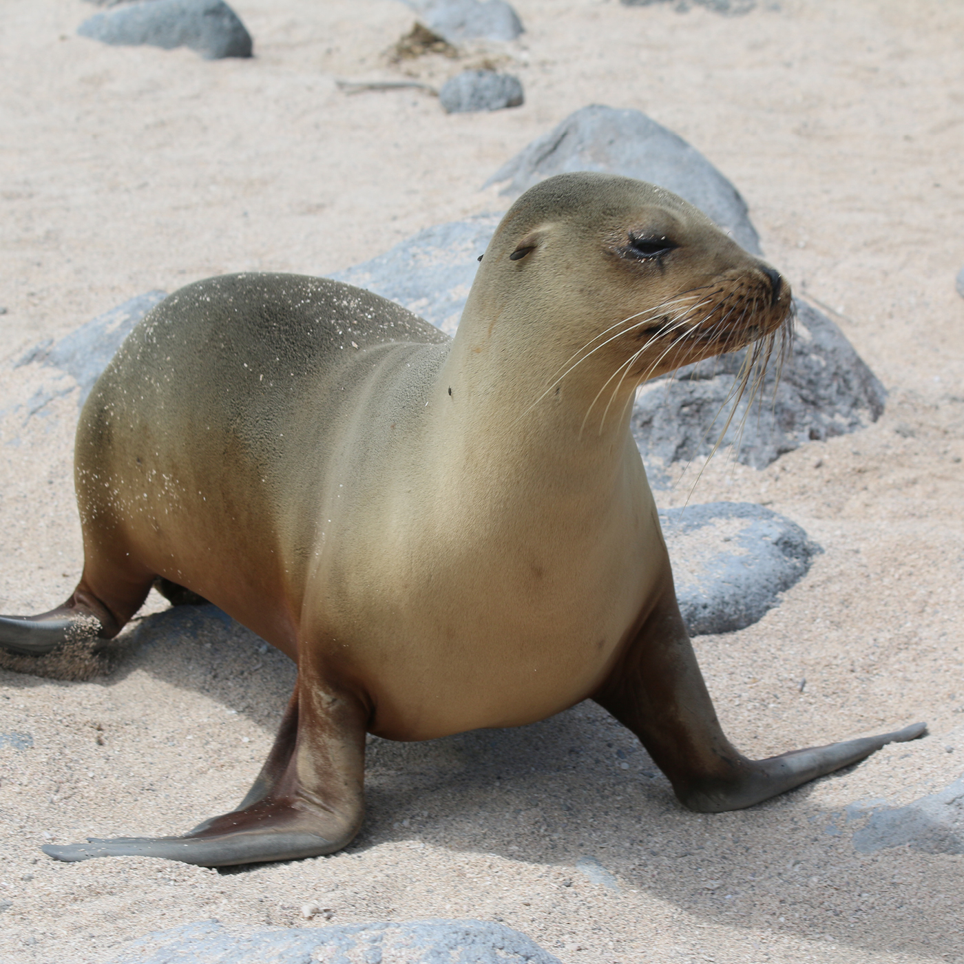 Sea lion Galapagos2