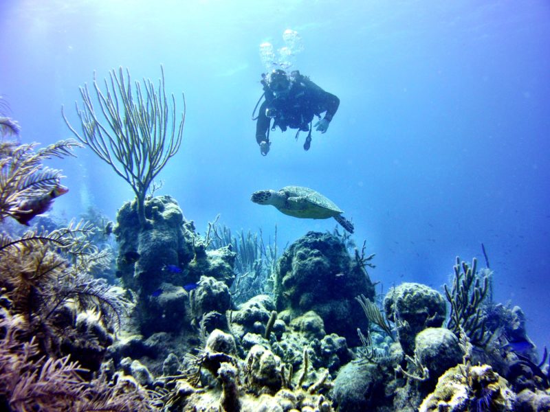 Diventures Diver with a green sea turtle