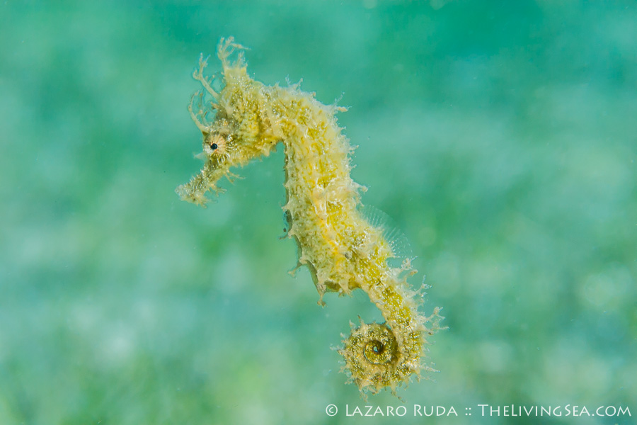 Seahorses swimming upright