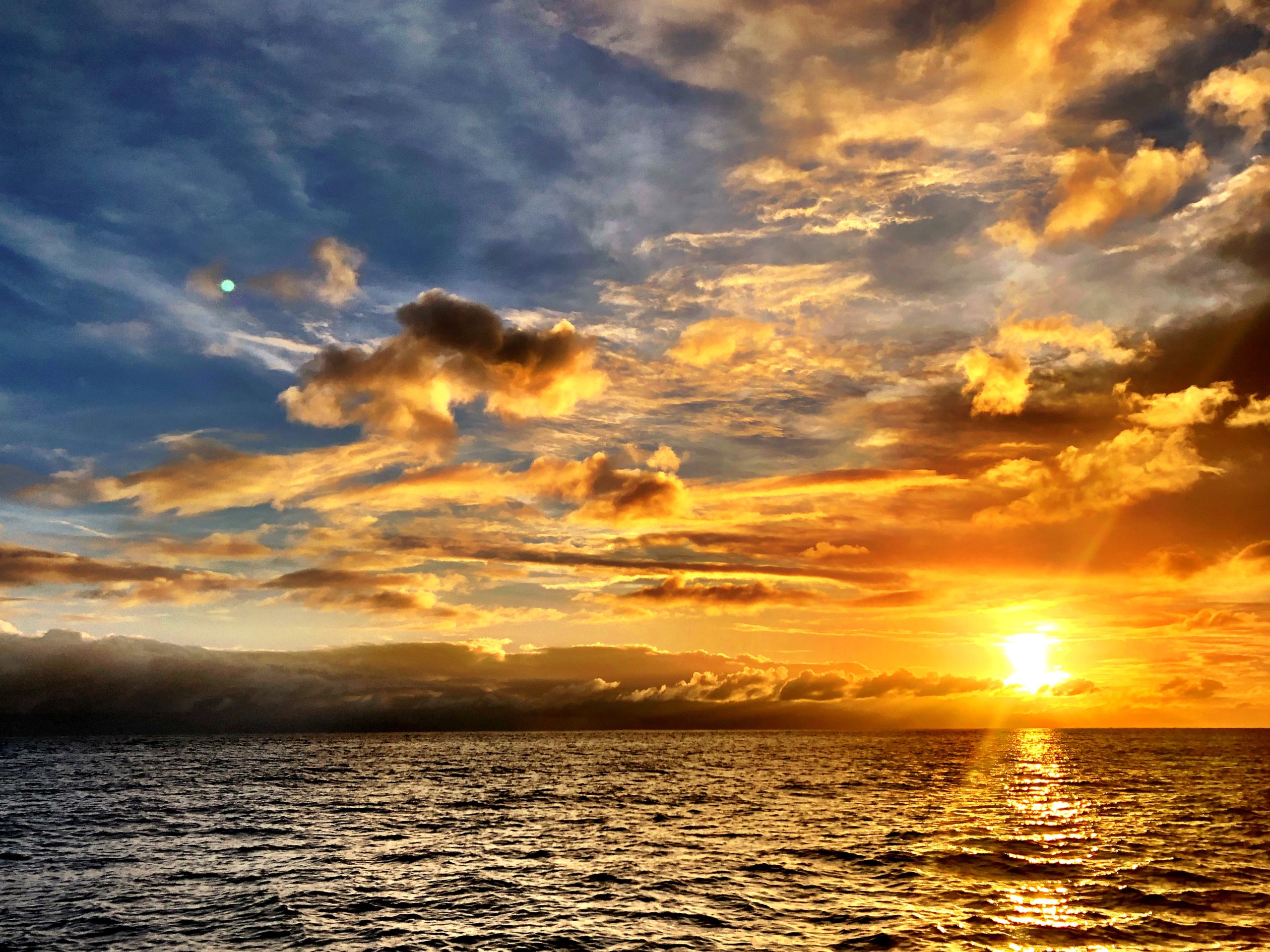 sunset turtle
