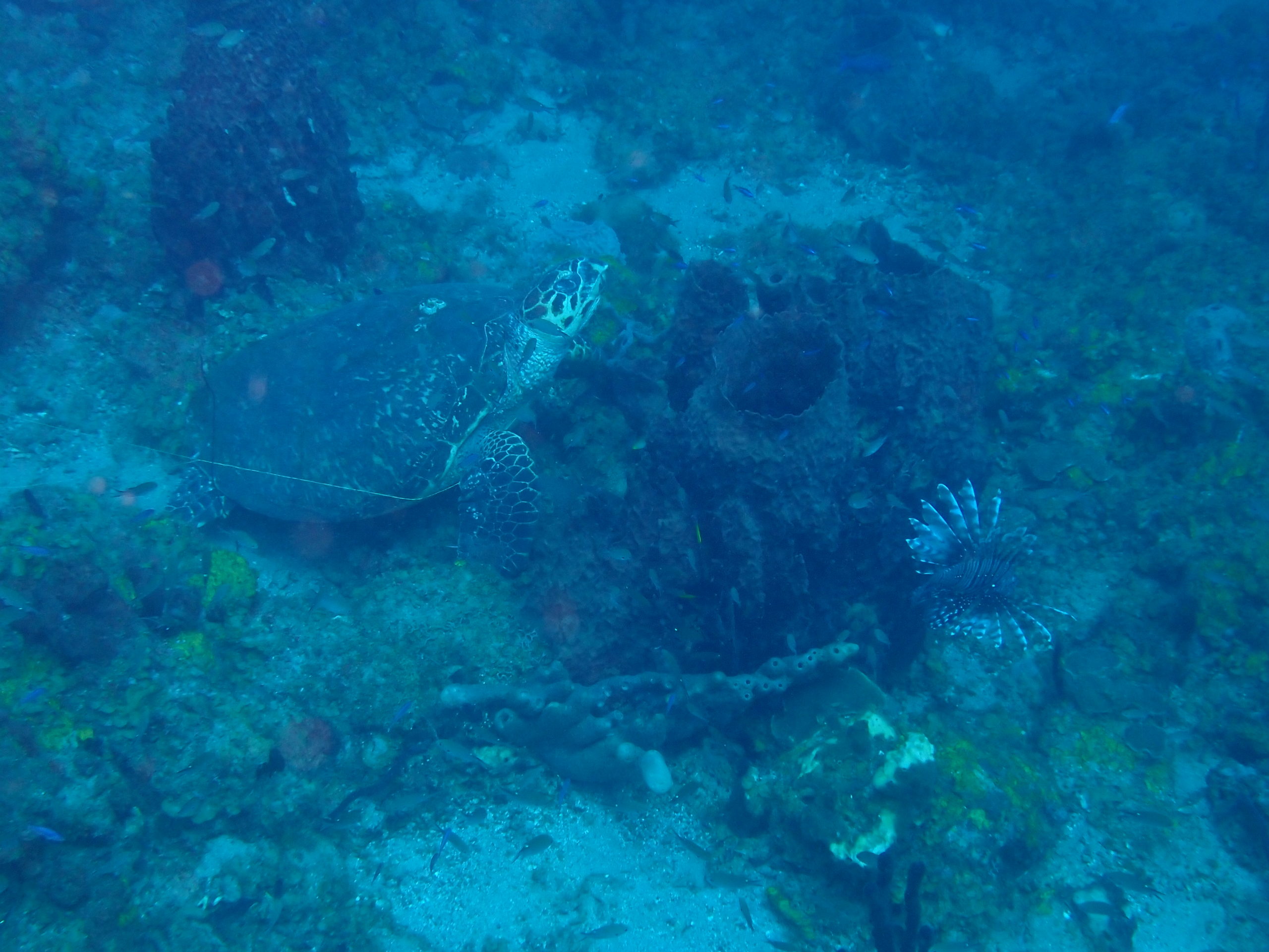 Heart-wrenching sea turtle rescue