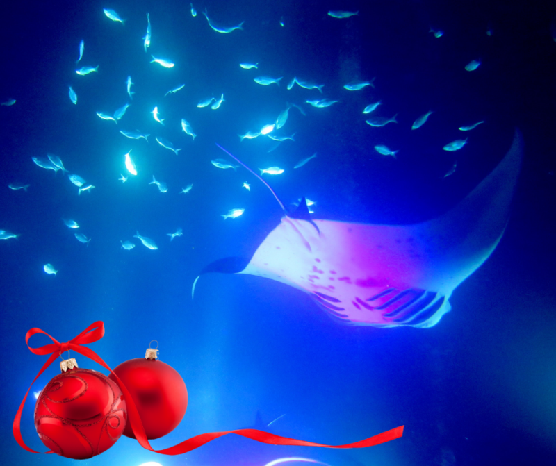 night diving