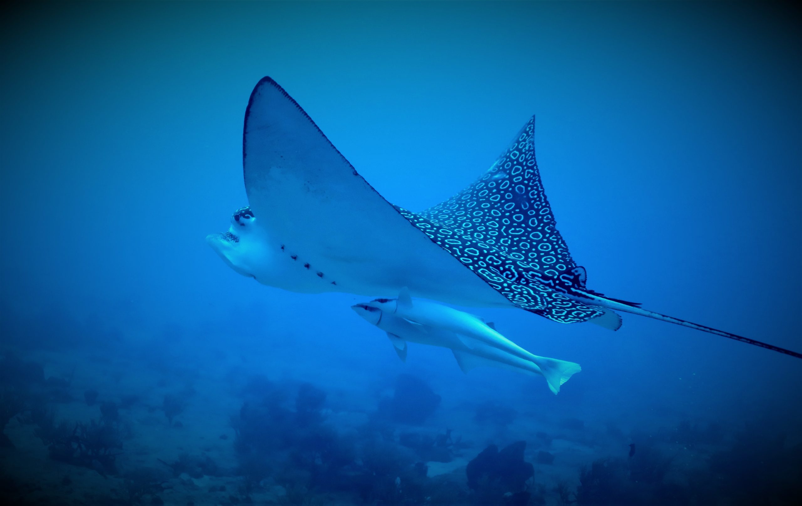 Spotted Manta Ray Swimming Cozumel