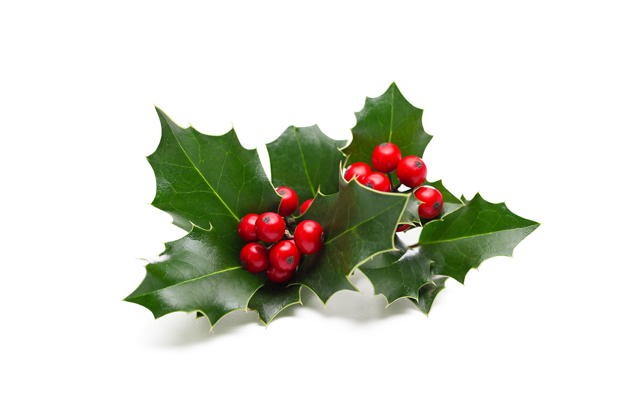 holly