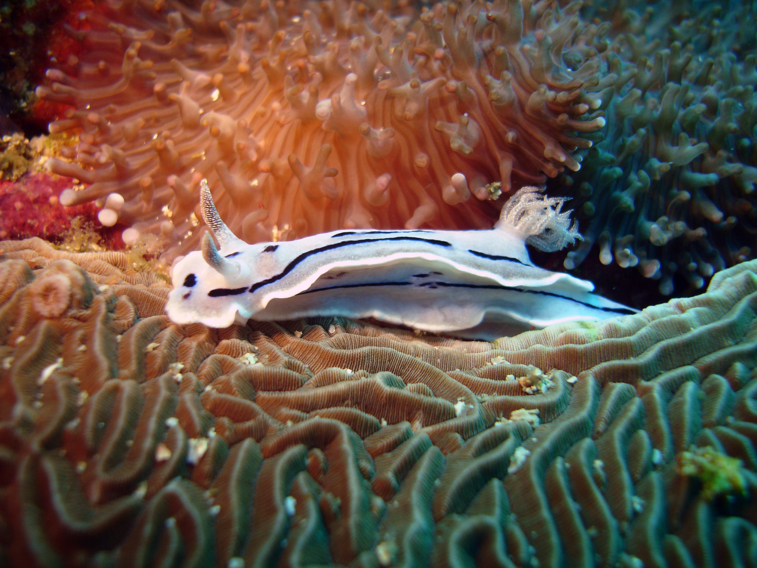 Nudibranch