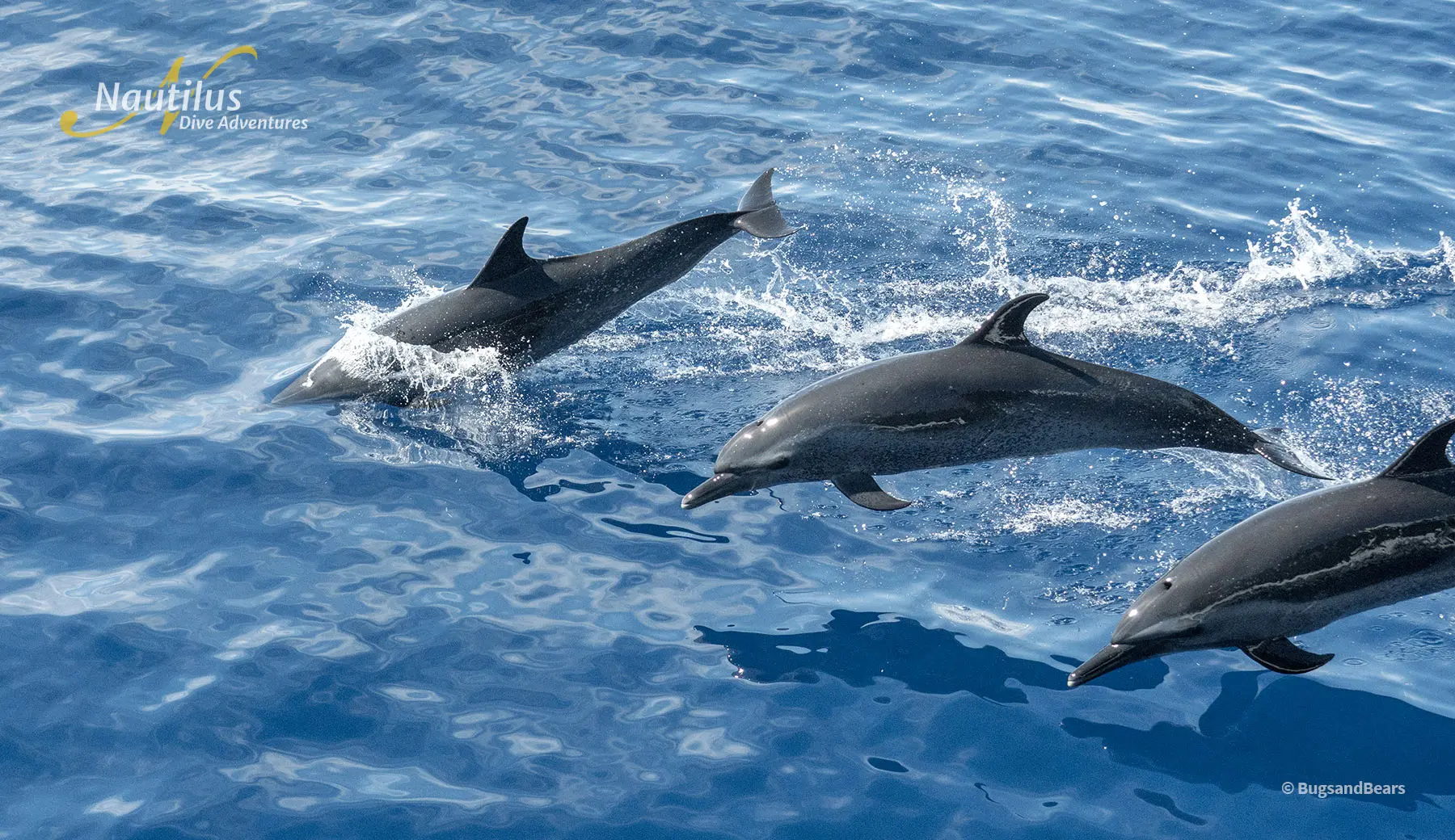 socorro-dolphins-bugsandbears.jpg
