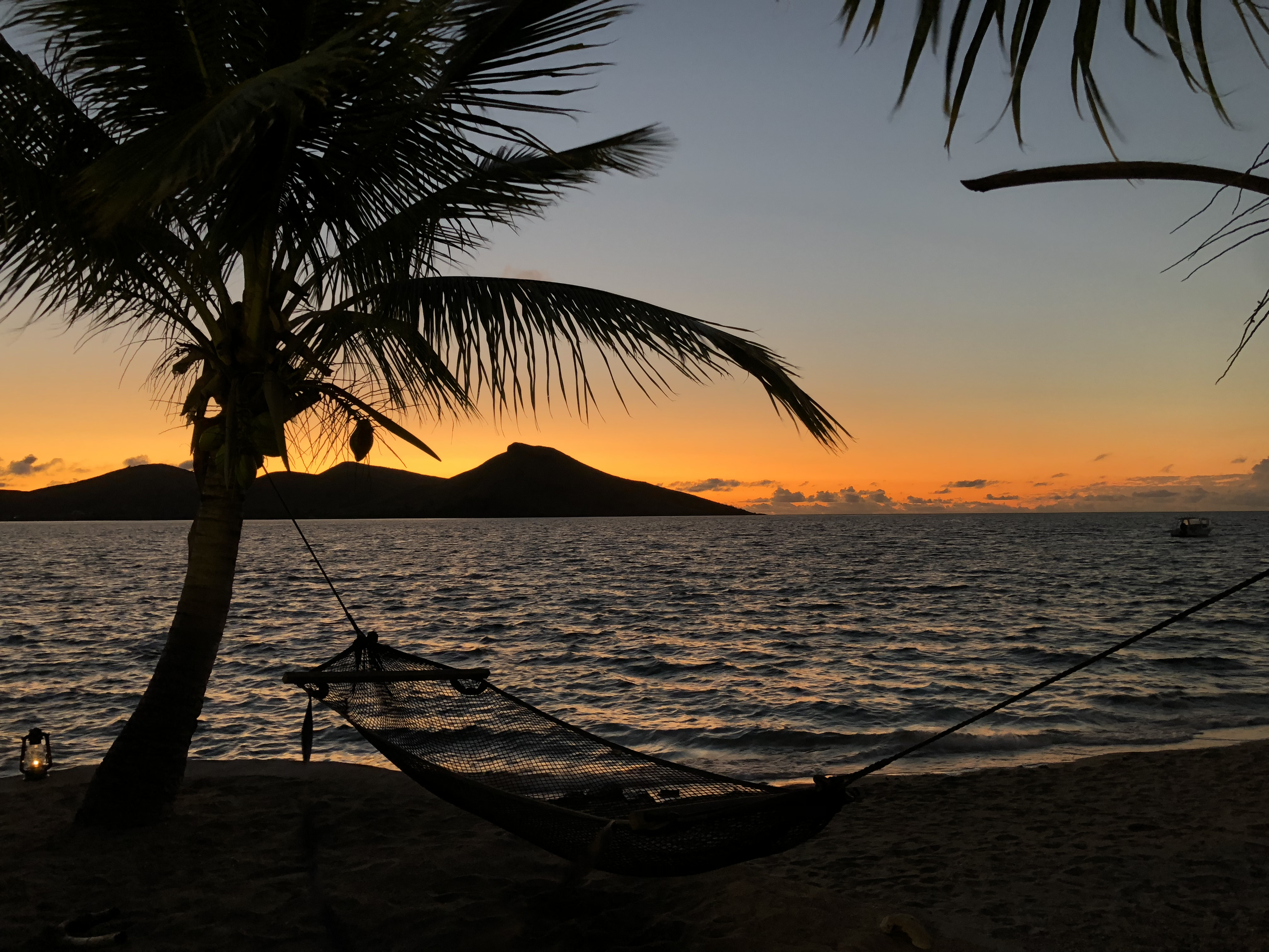 sunset palm