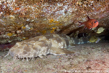 Andy Murch/ Elasmodiver.com