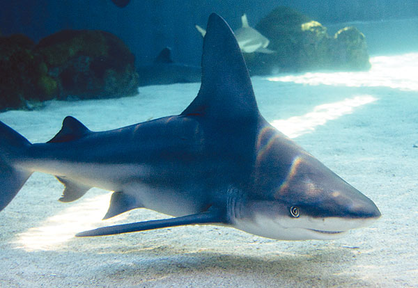 A. REITSMA. AQUARIUM OF THE PACIFIC