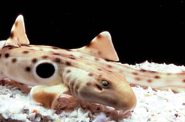 Aquarium of Pacific
