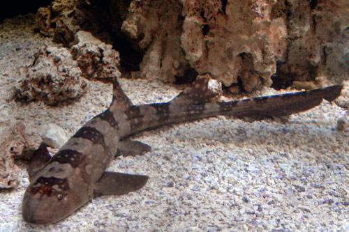 St. Louis Zoo